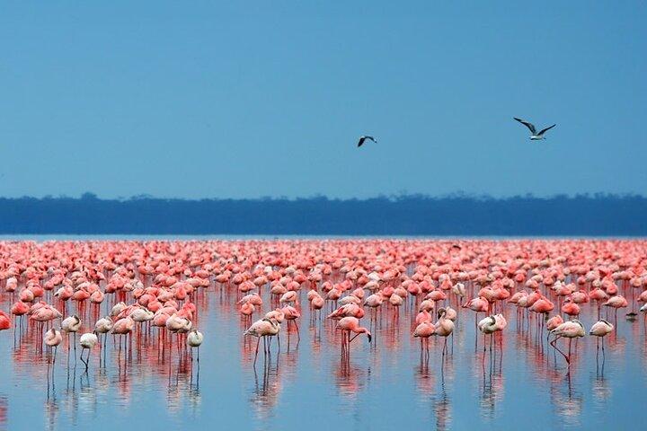 2 Nights 3 days Amboseli National park with 4*4 vehicle