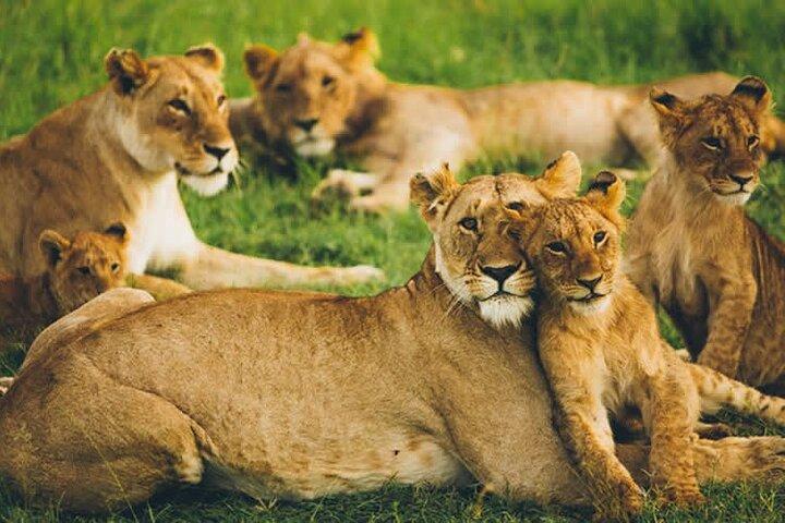 2 Nights 3 days Amboseli National park with 4*4 vehicle