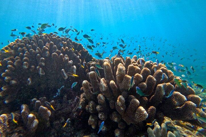 Cairns Great Barrier Reef Snorkel and Flight Adventure