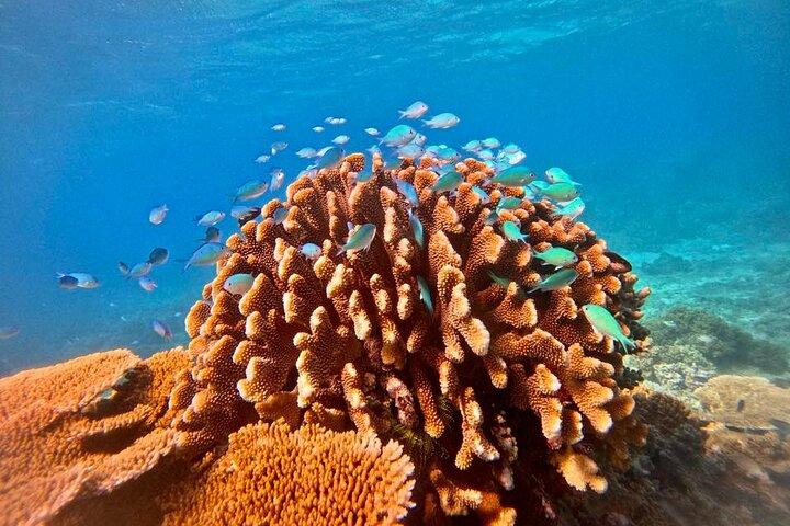 Cairns Great Barrier Reef Snorkel and Flight Adventure