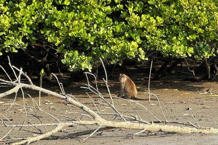 Kuching Mangrove Wildlife and Fireflies (Private Tour)