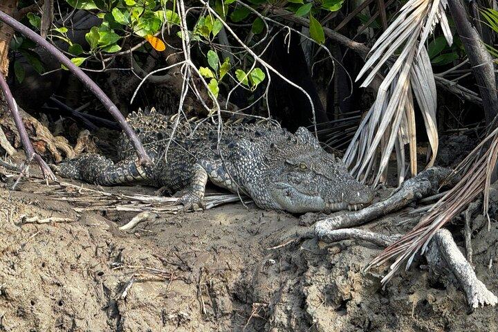 Kuching Mangrove Wildlife and Fireflies (Private Tour)