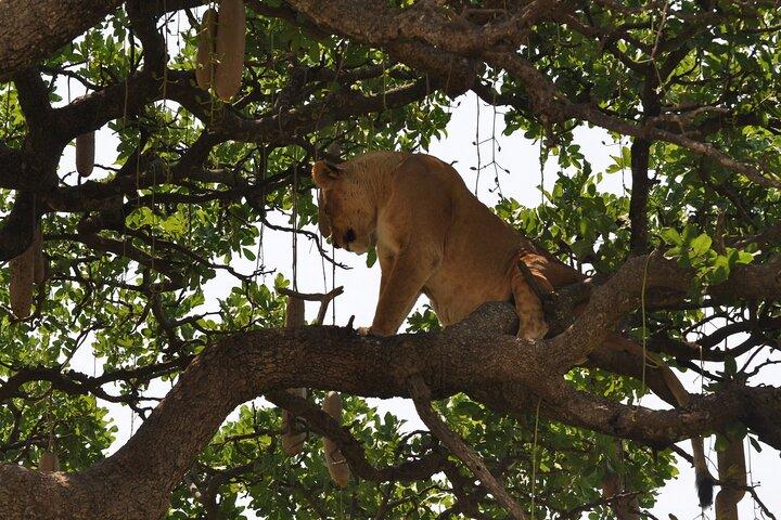 5 Day Mid Range Balloon Safari Tarangire, Ngorongoro & Serengeti