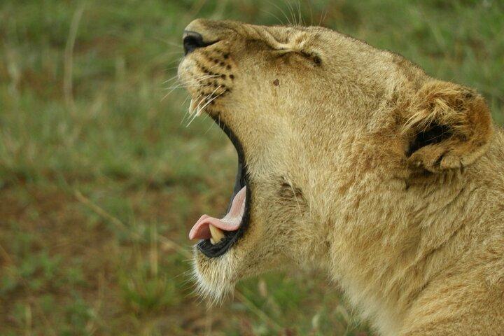 Nairobi national park Private (Budget) Drive in Tourist van