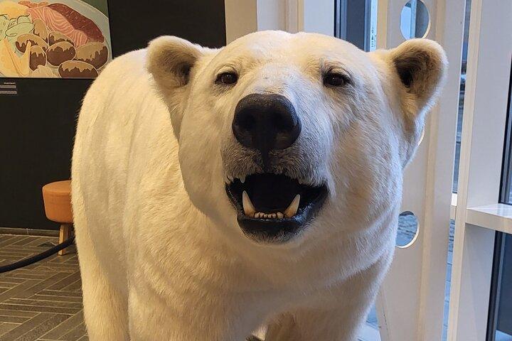 Guided Polar Bear Walk incl. Polaria & Polar Museum