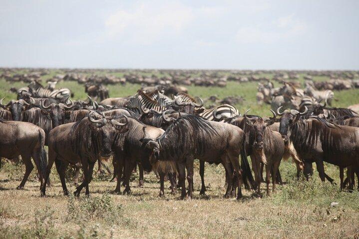 6 Days Calving Season Safari – Private Ndutu Migration Experience