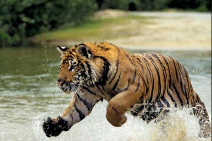 Delhi: Same Day Sariska National Park Tour with Tiger Safari