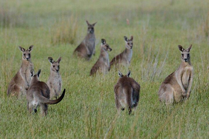 Wildlife, Wineries and History || Luxury Private Tour From Sydney