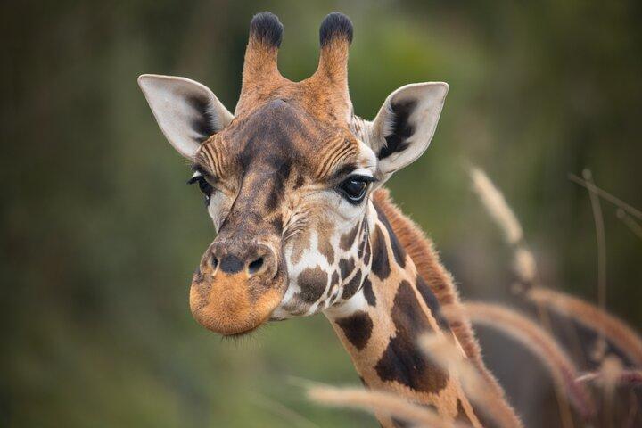 Australia Zoo Day Trip from Noosa /Sunshine Coast Region