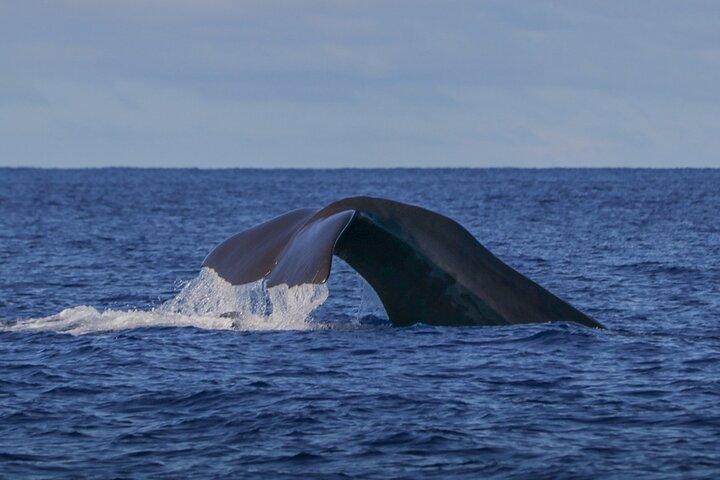Terceira Island: Whale Watching + Ilhéus das Cabras + Snorkeling