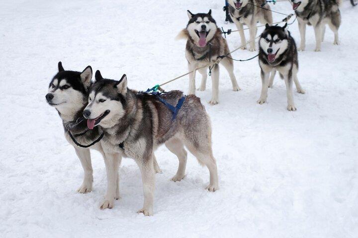 Husky Dog Sledding Tour From Riga
