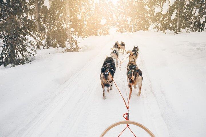 Husky Dog Sledding Tour From Riga