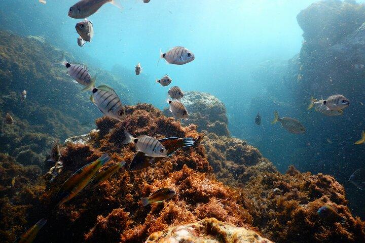 Terceira | Private: Swimming with Dolphins + Snorkeling