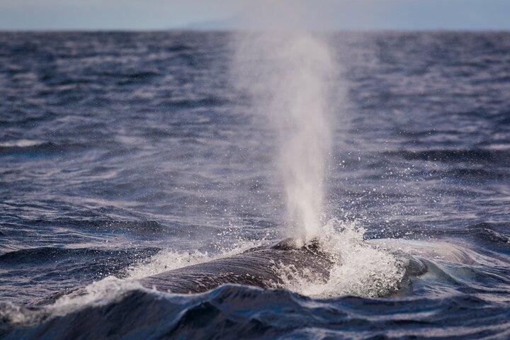 Terceira Island: Whale Watching + Ilhéus das Cabras + Snorkeling