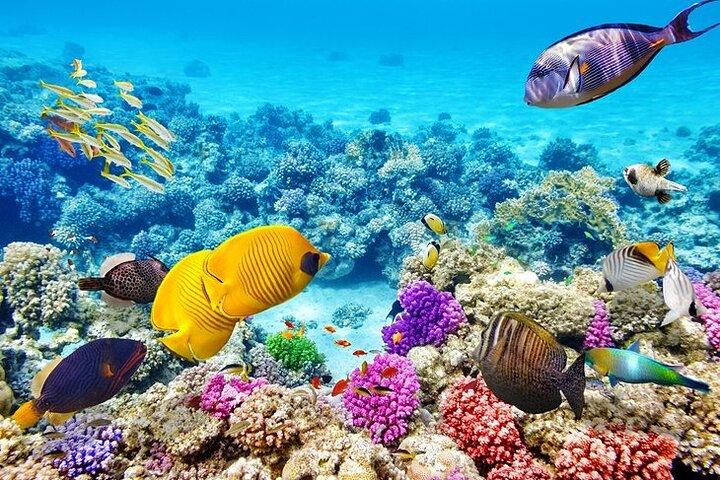 Dimaniyat Islands Snorkeling Tour
