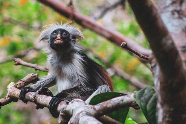 Zanzibar Jozani Forest Reserve Guided Half-Day Tour