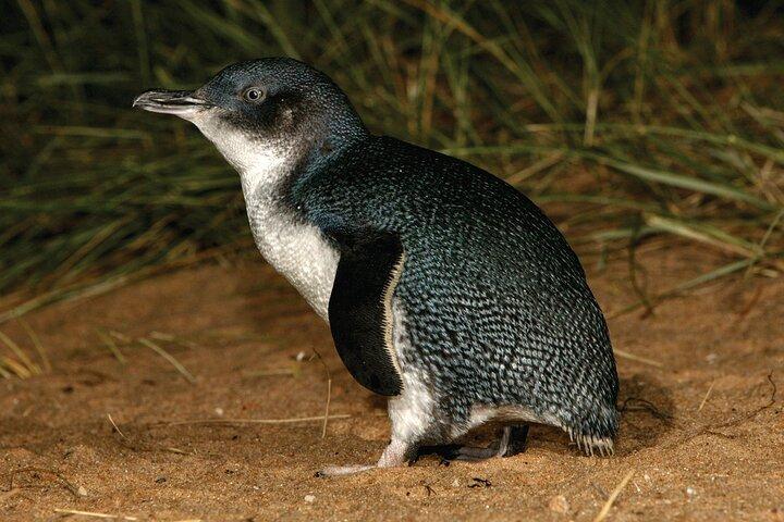 Phillip Island Penguin Parade Afternoon Tour from Melbourne