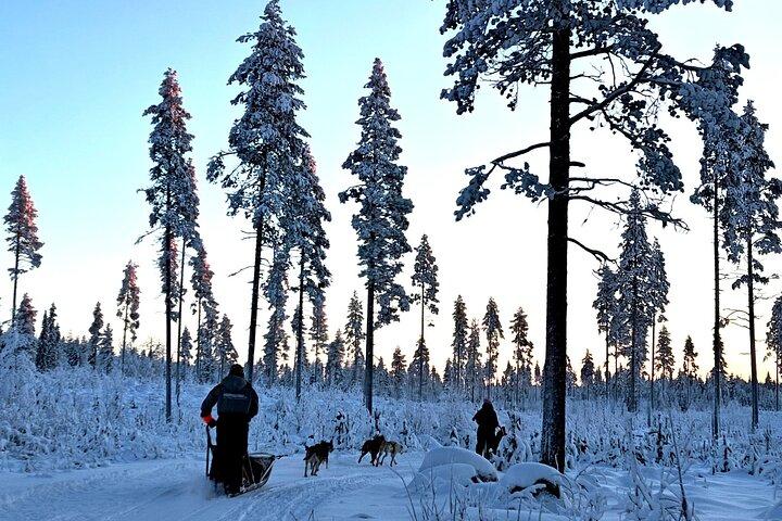 Rovaniemi Husky Safari - Self Drive Adventure 6-10km + BBQ