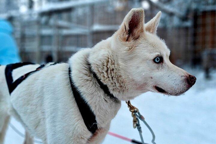 Rovaniemi Husky Safari - Self Drive Adventure 6-10km + BBQ
