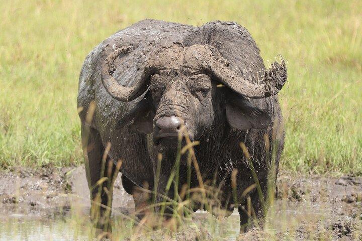 Half Day Nairobi National Park Game Drive tour.
