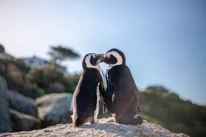 Cape of good hope, Cape Point, & Penguins Tour