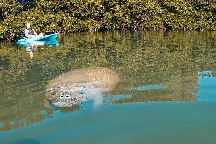 Manatee Season Guided Paddle Tour from Virginia Key