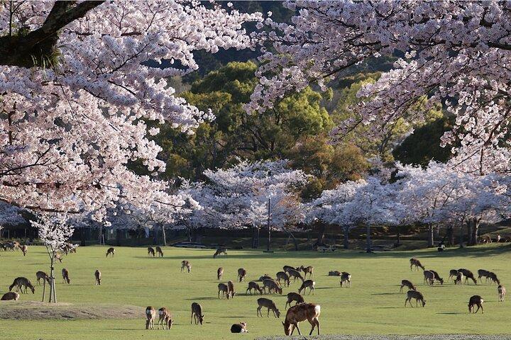 Depart from Osaka & Kyoto: Classic Nara Park&Fushimi Inari Tour