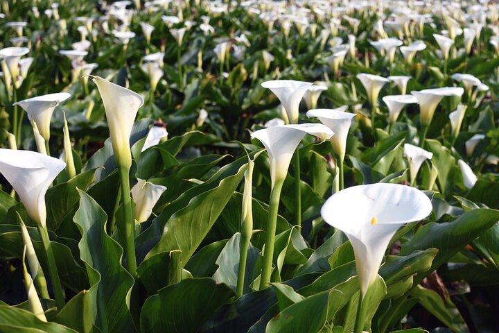 Full-day Tour in Yangmingshan & Beitou from Taipei (Small Group)