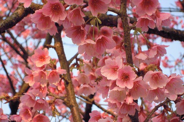 Full-day Tour in Yangmingshan & Beitou from Taipei (Small Group)
