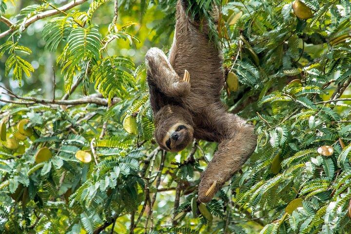 Pacaya Samiria Expedition: Iquitos Full Day Private Shore Tour