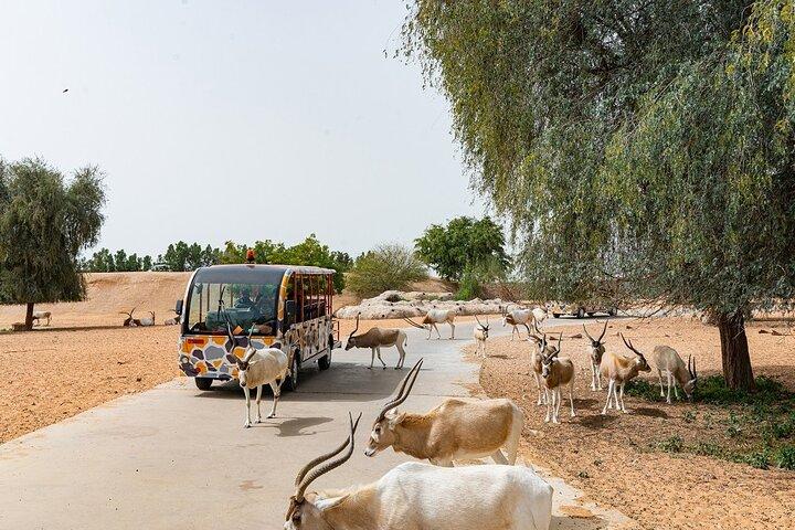 Dubai Safari Park Your Ultimate Safari Experience