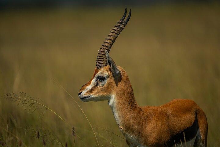 5 Days Amboseli, Tsavo Diani