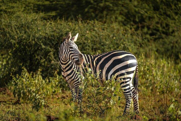 5 Days Amboseli, Tsavo Diani