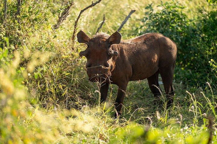 5 Days Amboseli, Tsavo Diani