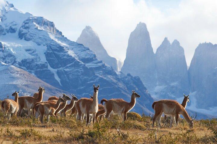 Private Shore Tour to Torres del Paine from Puerto Natales Port