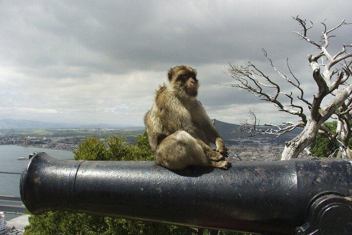 Day Trip from Malaga to Gibraltar and Mijas by bus