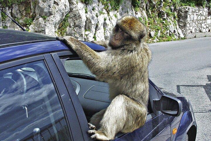 Day Trip from Malaga to Gibraltar and Mijas by bus