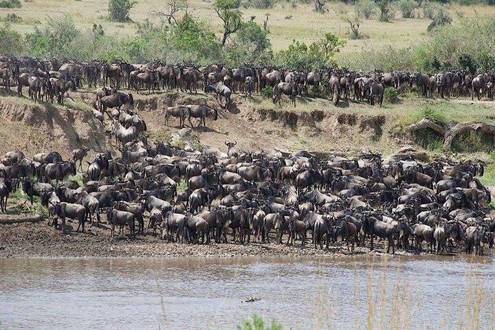 Discover 6-Day (North Serengeti Migration) - Mara River Crossing
