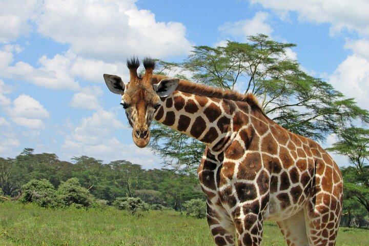 2 Day Rift Valley Birding Safari Naivasha Nakuru Baringo Bogoria