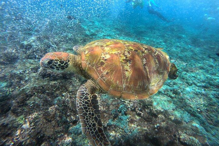 Snorkeling Day Trip To Lembongan and Penida