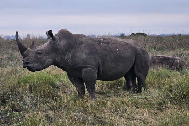 Top-Rated Nairobi National Park Safari And Kobe Beads Experience