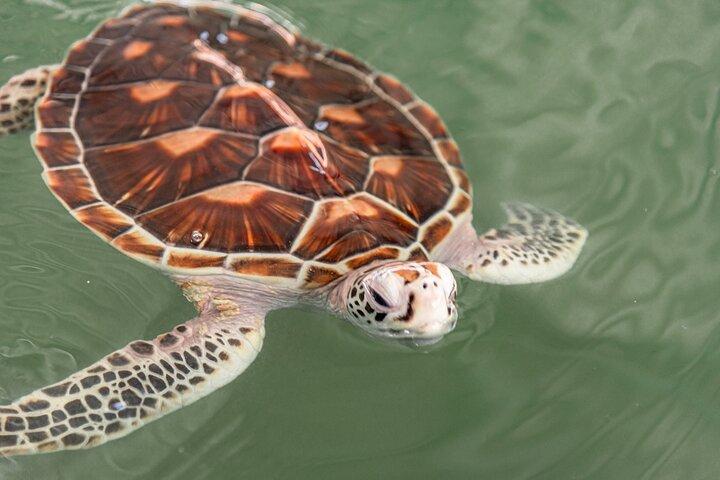 Khao Lak Elephant Sanctuary, Waterfall & Turtle Conservation