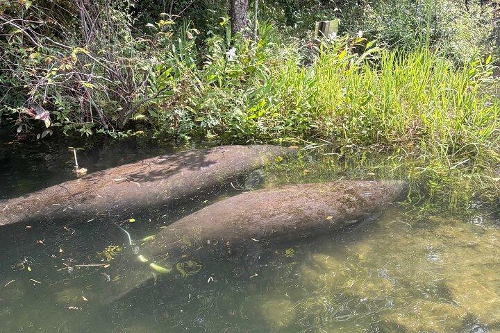 Crystal River Single Kayak Rental | 3 Hour | See The Manatees!