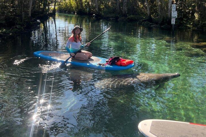 Crystal River Paddle Board Rental | 4 Hour | See The Manatees!