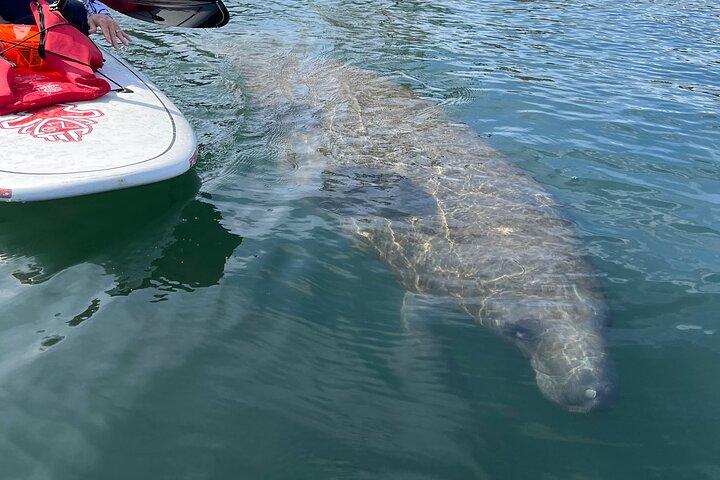 Crystal River Paddle Board Rental | 3 Hour | See The Manatees!
