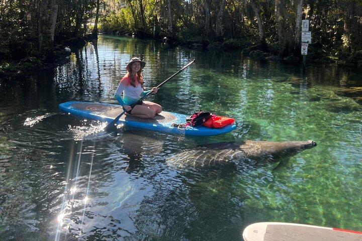 Crystal River Paddle Board Rental | 2 Hour | See The Manatees!