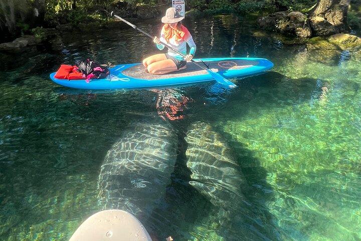 Crystal River Paddle Board Rental | 2 Hour | See The Manatees!