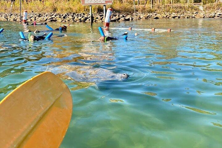 Crystal River Single Kayak Rental | 3 Hour | See The Manatees!