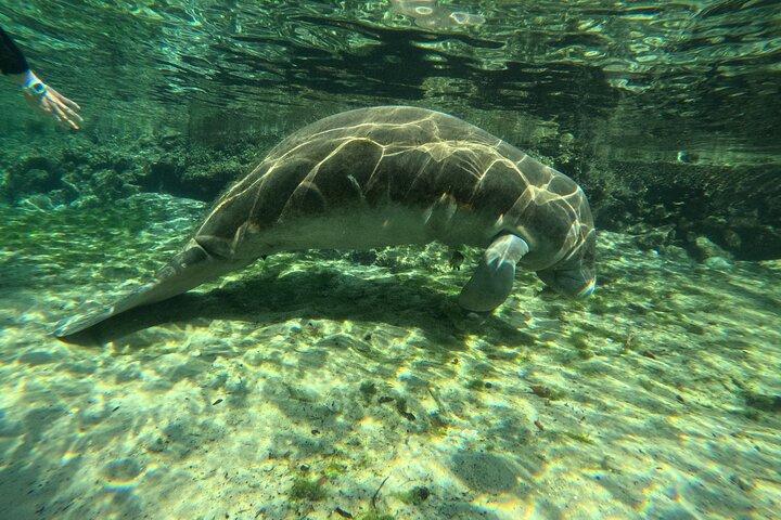 Crystal River Manatee Swim & Snorkel Tour-Small Group Local guide