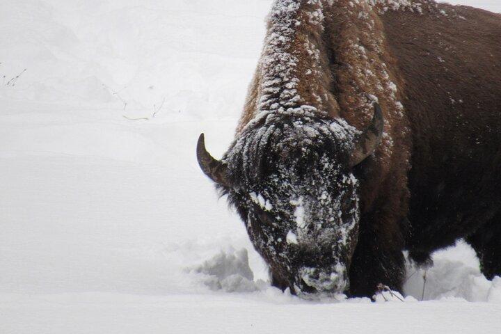 Grand Teton National Park Private Wildlife Safari - Dawn/Dusk